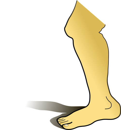 leg shin foot