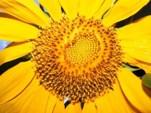 lehigh acres florida sunflower