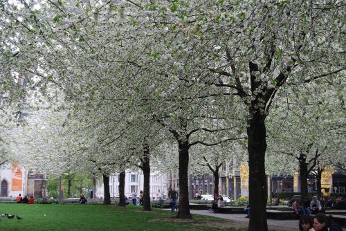 leipzig avenue blossom