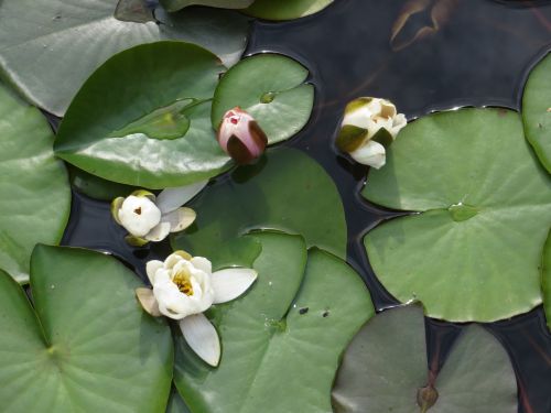 Water Lilies In The Water