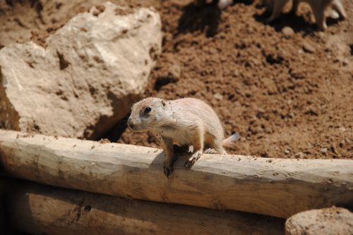 lemming desert eye