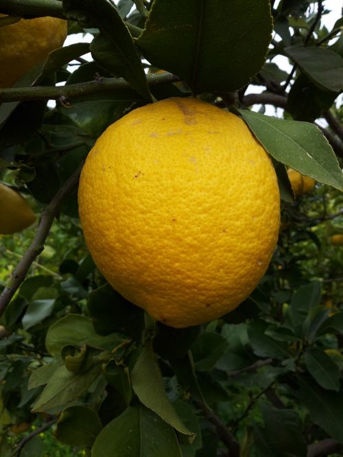 lemon tropical fruit citrus fruits