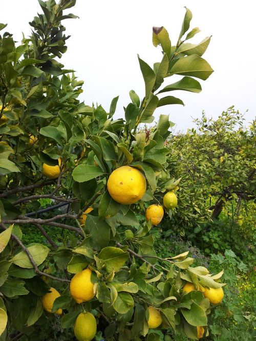 lemon crete tree