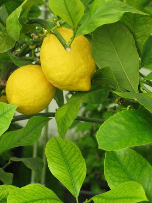 lemon lemonade tree