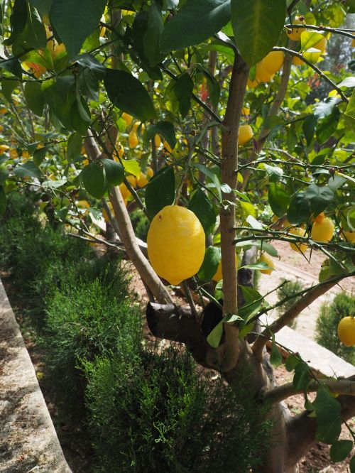 lemon limone lemon tree