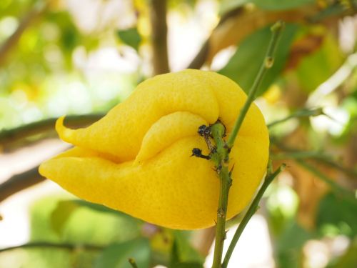 lemon limone lemon tree