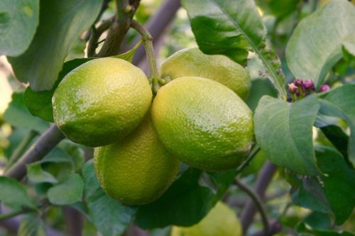 lemon lemon tree fruit