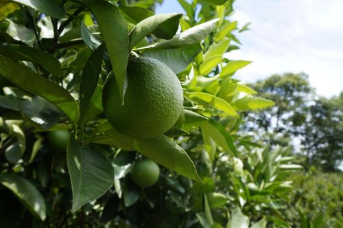 lemon fruit