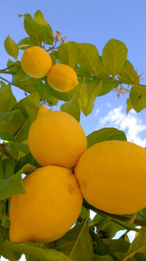 lemon macro fruit