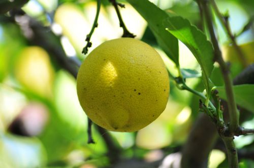 lemon tree fruit