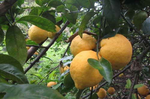 lemon tree fruit