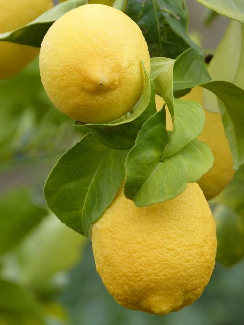 lemon citric fruit