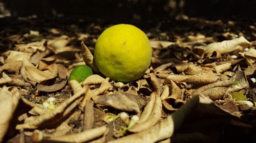 lemon garden leaves