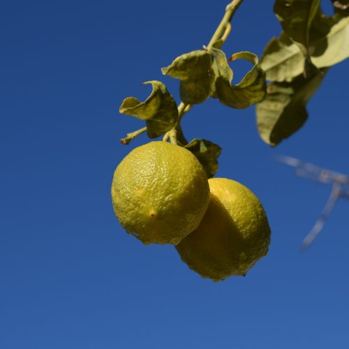 lemon water drops morning