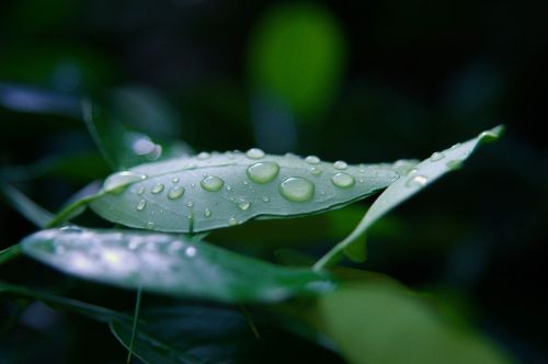 lemon leaf dew