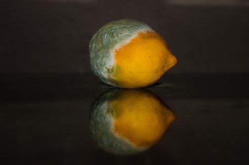 lemon rotten fruit