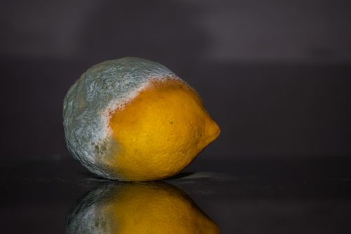 lemon rotten fruit