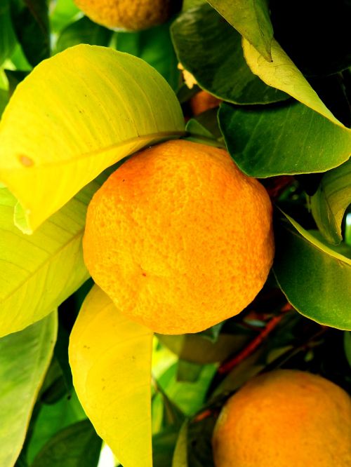 lemon orange mandarin