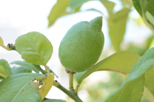 lemon green fruit