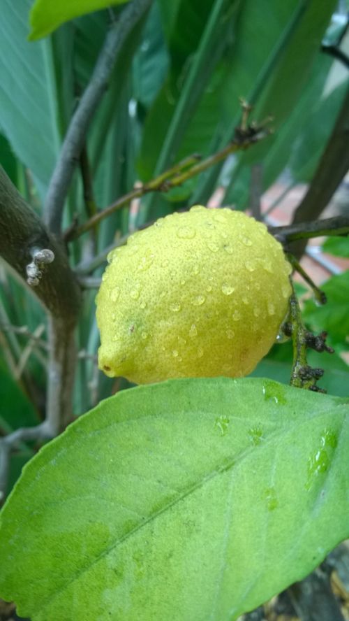 lemon fruit raindrop