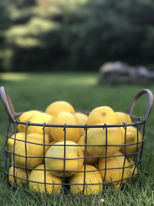 lemon yellow fresh