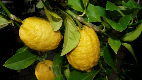 lemon tree citrus
