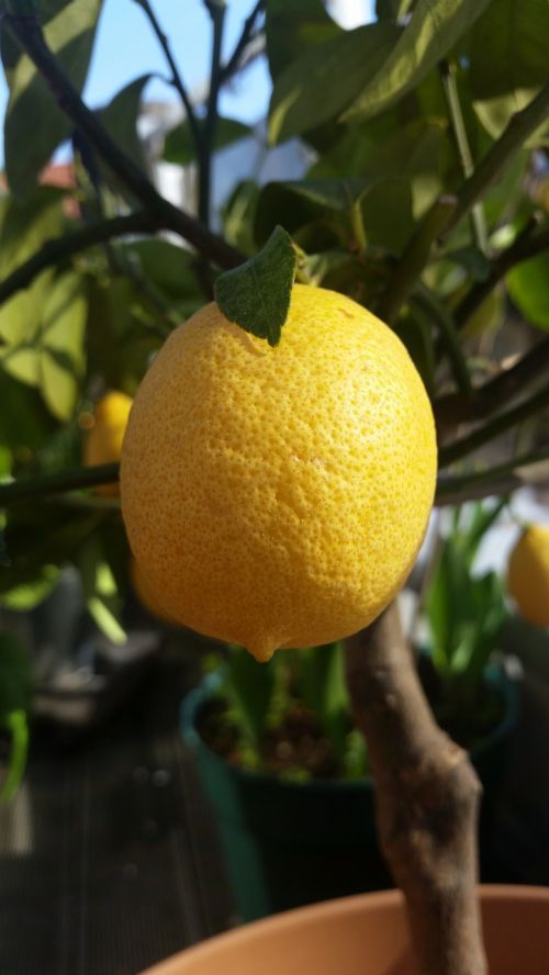 lemon yellow citrus fruits