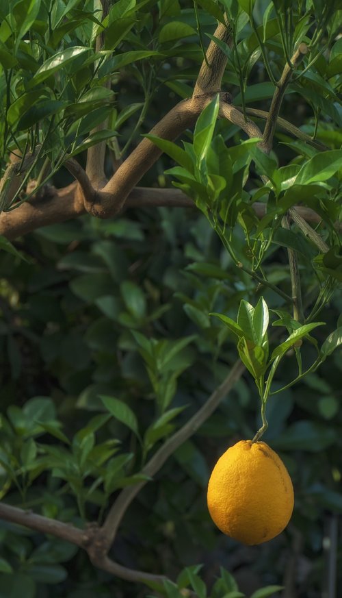 lemon  tree  citrus