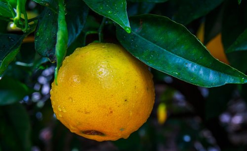 lemon  limone  citrus