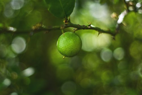 lemon  plant  nature