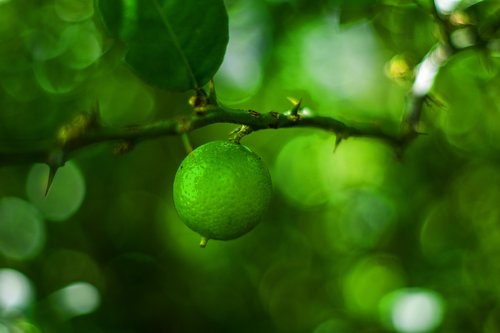 lemon  plant  nature