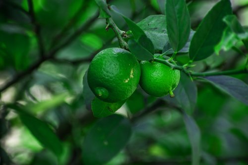 lemon  plant  nature