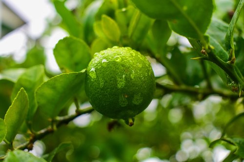 lemon  nature  citrus