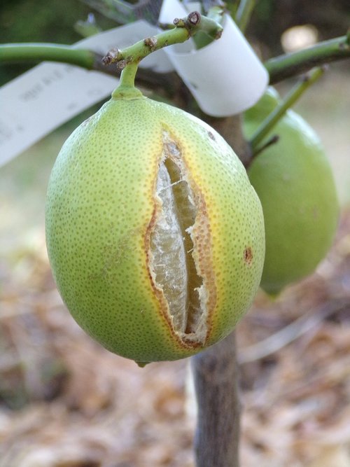 lemon  fruit  citrus