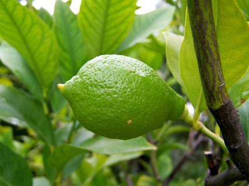 lemon  immature fruit  green