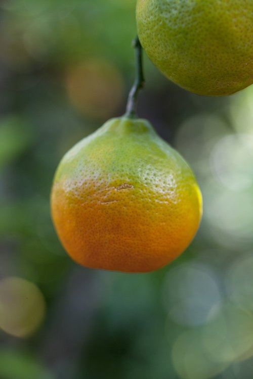 lemon  orange  citrus