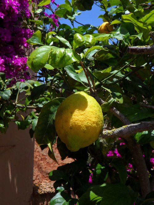 lemon lemon tree citrus