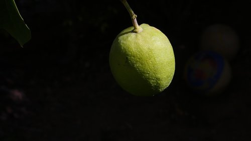 lemon  shedow  nature