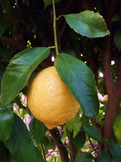 lemon  fruit  fruit trees