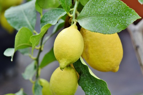 lemon  lime  lemon tree