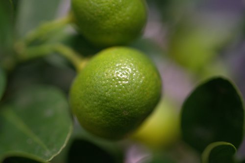 lemon  citrus fruit  fresh