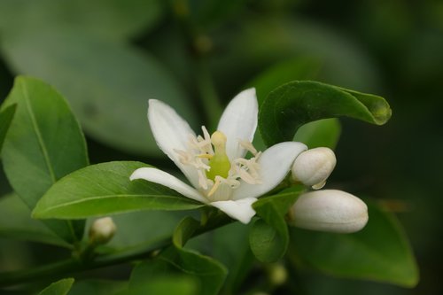 lemon  flowers  nature