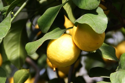 lemon  tree  plant