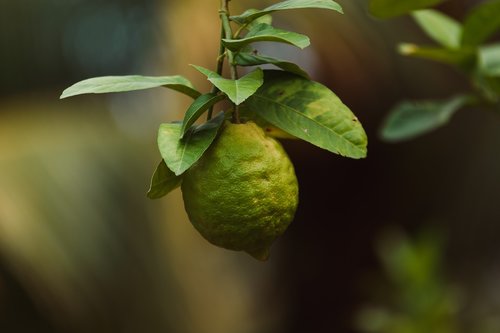 lemon  lime  belize
