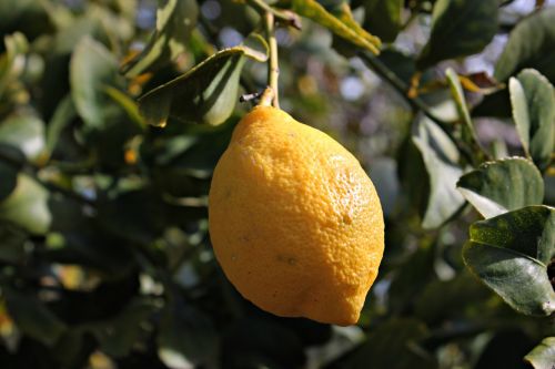 lemon fruit lemon juice