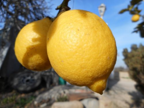 lemon fruit mediterranean