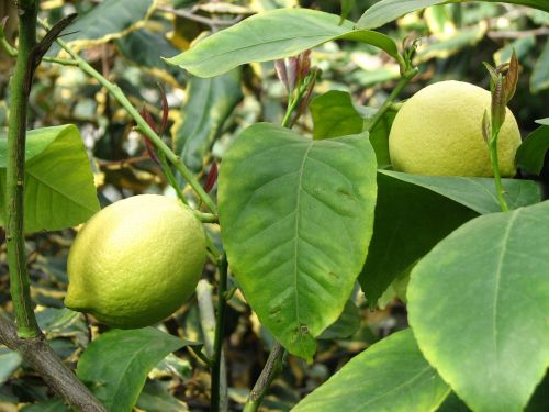 lemon lemon tree citrus