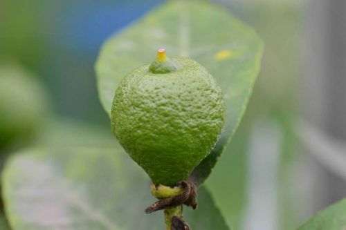 lemon green plant