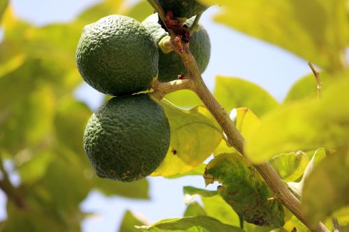 lemon nature tree