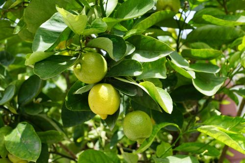 lemon tree green